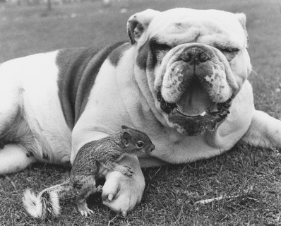 Bulldog and squirrel