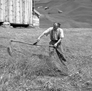 Man mowing cereals