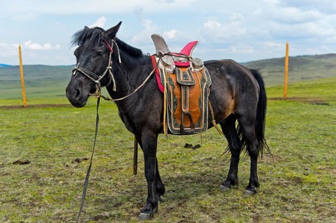 Tamed horse of a nomad with traditional saddle in the steppe