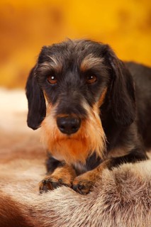 Little Grey-haired Dachshund