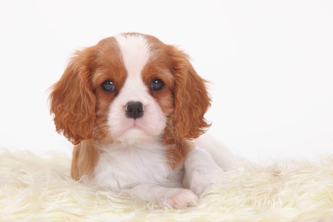 Cavalier King Charles Spaniel