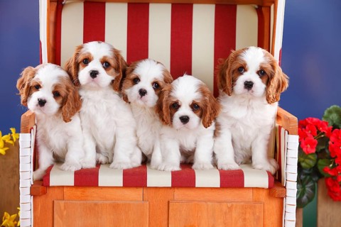 Cavalier King Charles Spaniel