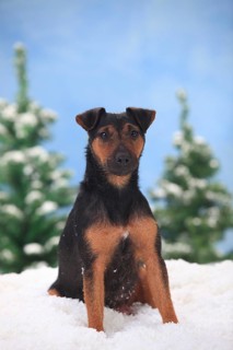 German hunting terrier