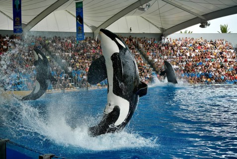 Three Killer whales (Orcinus orca) in the jump