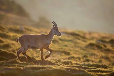 Alpine Ibex (Capra ibex) backlit in the morning