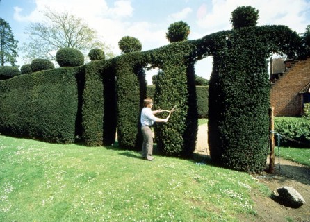 Gardener cuts human figures from a hedge