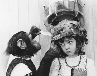 Chimpanzee as a hairdresser