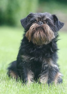 Griffon Bruxellois