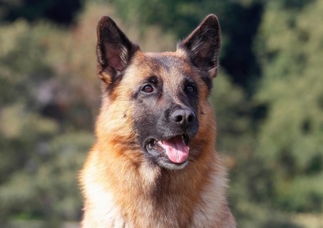 Malinois