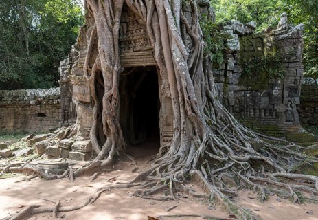Third eastern gopura with strangler fig at Ta Som Temple