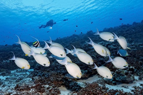 Diver observes swarm Yellowfin surgeonfish (Acanthurus xanthopterus) over coral reef