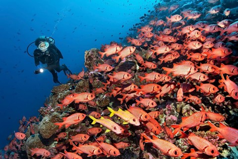 Diver observes swarm Pinecone soldierfishes (Myripristis murdjan) on reef