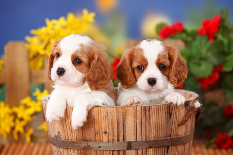 Cavalier King Charles Spaniel