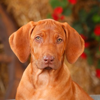 Rhodesian Rigdeback