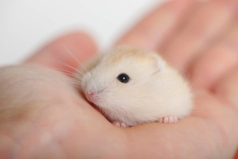 Djungarian hamster (Phodopus sungorus)