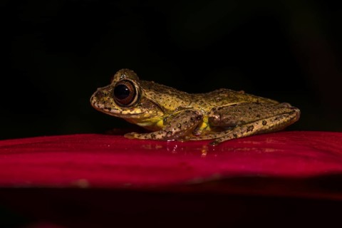 Madagascar frog (Boophis idae) sits on leaf