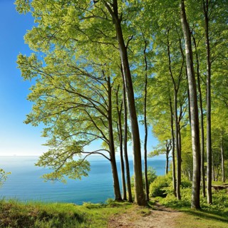 Hiking trail through beech forest on the high bank above the chalk cliffs in spring