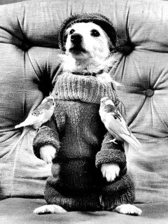 Dog posing in pullover with two budgies