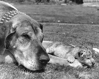 Dog and baby lion