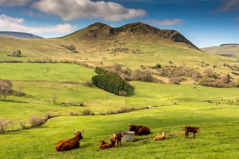 Cows on pasture and mountain of Chabrut