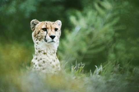 Cheetah (Acinonyx jubatus)