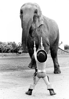 Child disguised as a cowboy playing with elephant