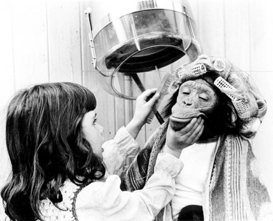 Girl combing chimpanzee with curlers at the hairdresser's