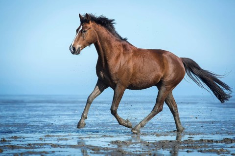 Brown horse
