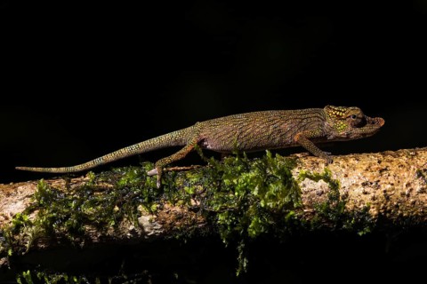 Calumma nasutum (Calumma nasutum)