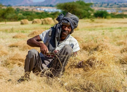 Farmer harvesting Teff (Eragrostis tef) with the sickle