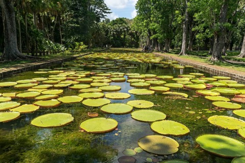 Pond with Victorias (Victoria)
