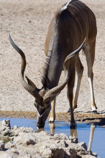 Greater kudu (Tragelaphus strepsiceros)