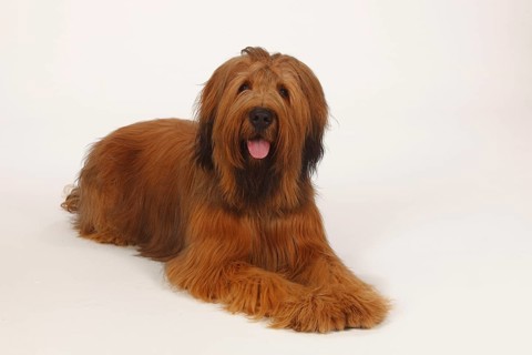 Briard