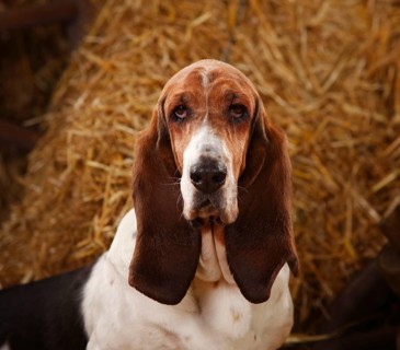 Basset Hound