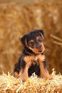 7 weeks old puppy Welsh Terrier