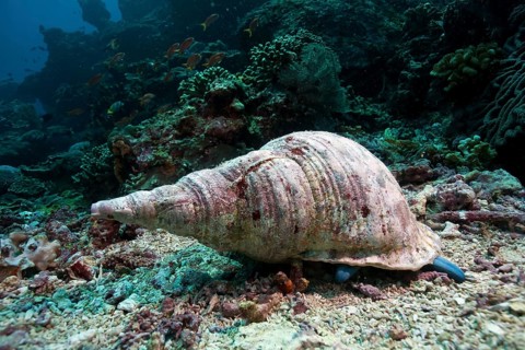 Triton's trumpet Snail (Charonia tritonis)