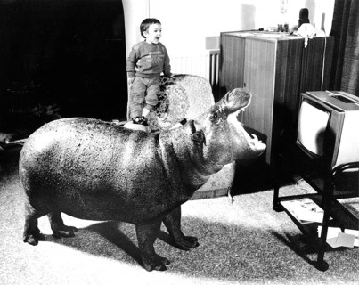 Hippopotamus watching TV
