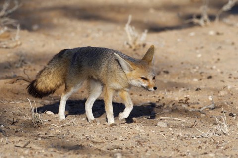 Cape fox (Vulpes chama)