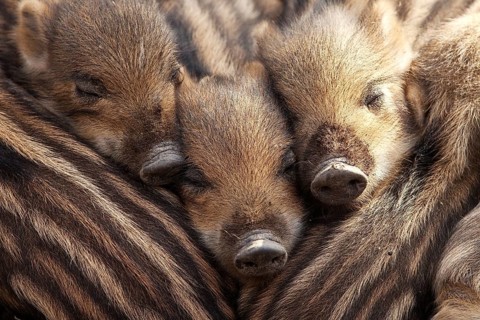 Wild boars (Sus scrofa)