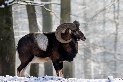 European mouflon (Ovis orientalis musimon)