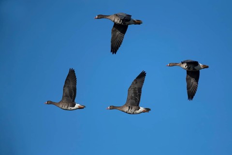 Greater white-fronted geese (Anser albifrons) in flight