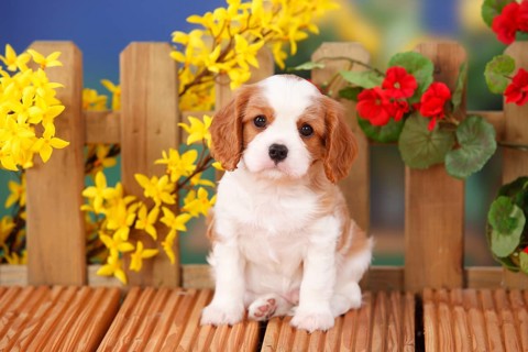 Cavalier King Charles Spaniel