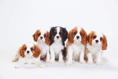 Cavalier King Charles Spaniel