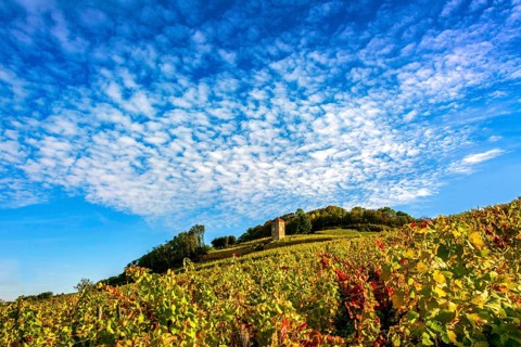 Tower du Curon in the vineyard of Arbois