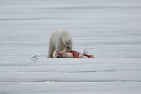 Polar bear (Ursus maritimus)