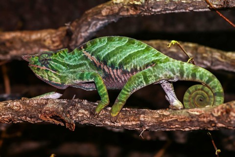 Biporn Chameleon (Furcifer balteatus)