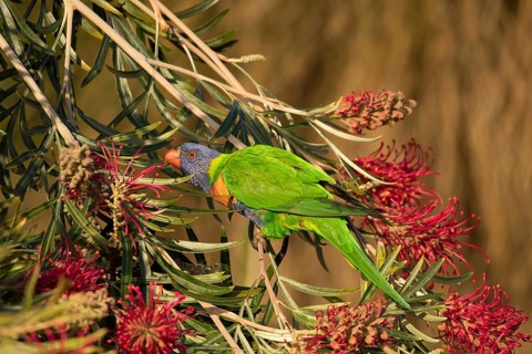 Rainbow lorikeet (Trichoglossus moluccanus) adult bird in a flowering tree