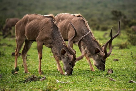 Greater kudu (Tragelaphus strepsiceros)