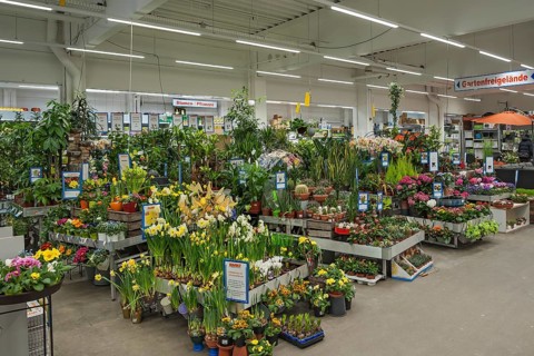 Flowering spring flowers