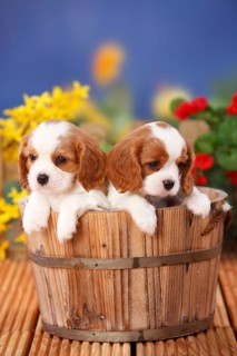 Cavalier King Charles Spaniel